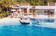 010-The dolphin show